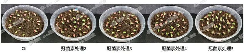 成都新朝陽COR冠菌素入選“2025中國農業重大新產品”